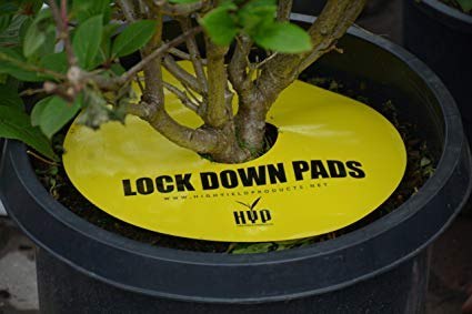 PUŁAPKA OWADOBÓJCZA LOCK DOWN PADS FI15CM 8SZT PUŁAPKA OWADOBÓJCZA LOCK DOWN PADS FI15CM 8SZT