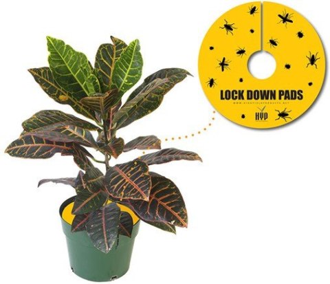 PUŁAPKA OWADOBÓJCZA LOCK DOWN PADS FI15CM 8SZT PUŁAPKA OWADOBÓJCZA LOCK DOWN PADS FI15CM 8SZT