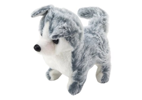 Piesek Husky Chodzący Z Dźwiękiem Macha Ogonkiem 6 Kolorów Piesek Husky Chodzący Z Dźwiękiem Macha Ogonkiem 6 Kolorów