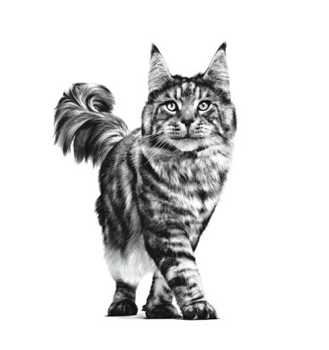 ROYAL CANIN Intestinal Gastro Cat 0,4kg - sucha karma dla kotów ROYAL CANIN Intestinal Gastro Cat 0,4kg - sucha karma dla kotów